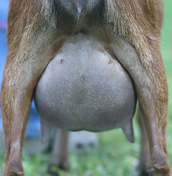 lesperance hartstopper